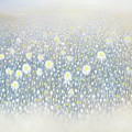 Daisies